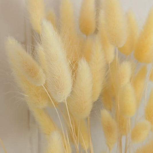 Yellow Lagurus Grass