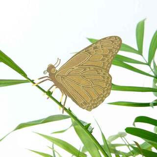 Another Studio Plant Animal Butterfly